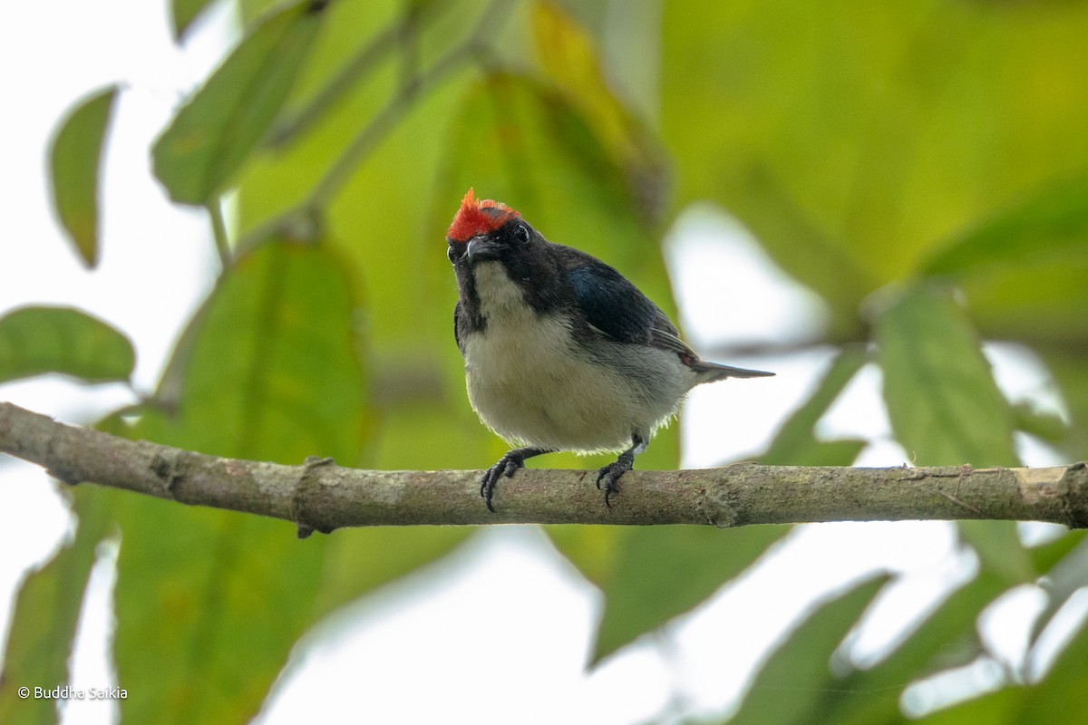 Scarlet-backed Flowerpecker - ML549351931