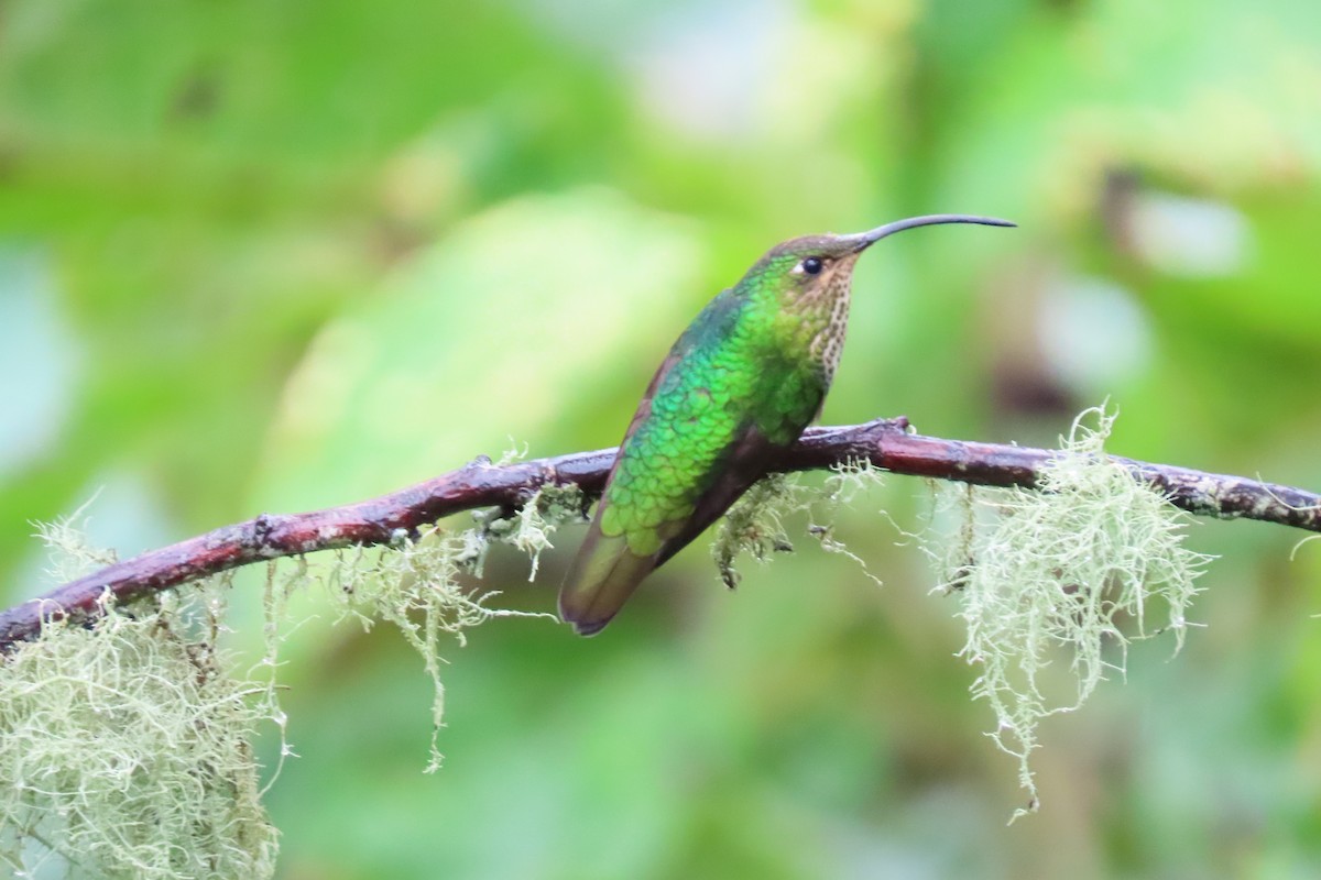 Colibrí Aterciopelado - ML549351941