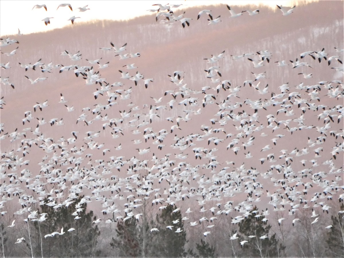 Snow Goose - ML549353601