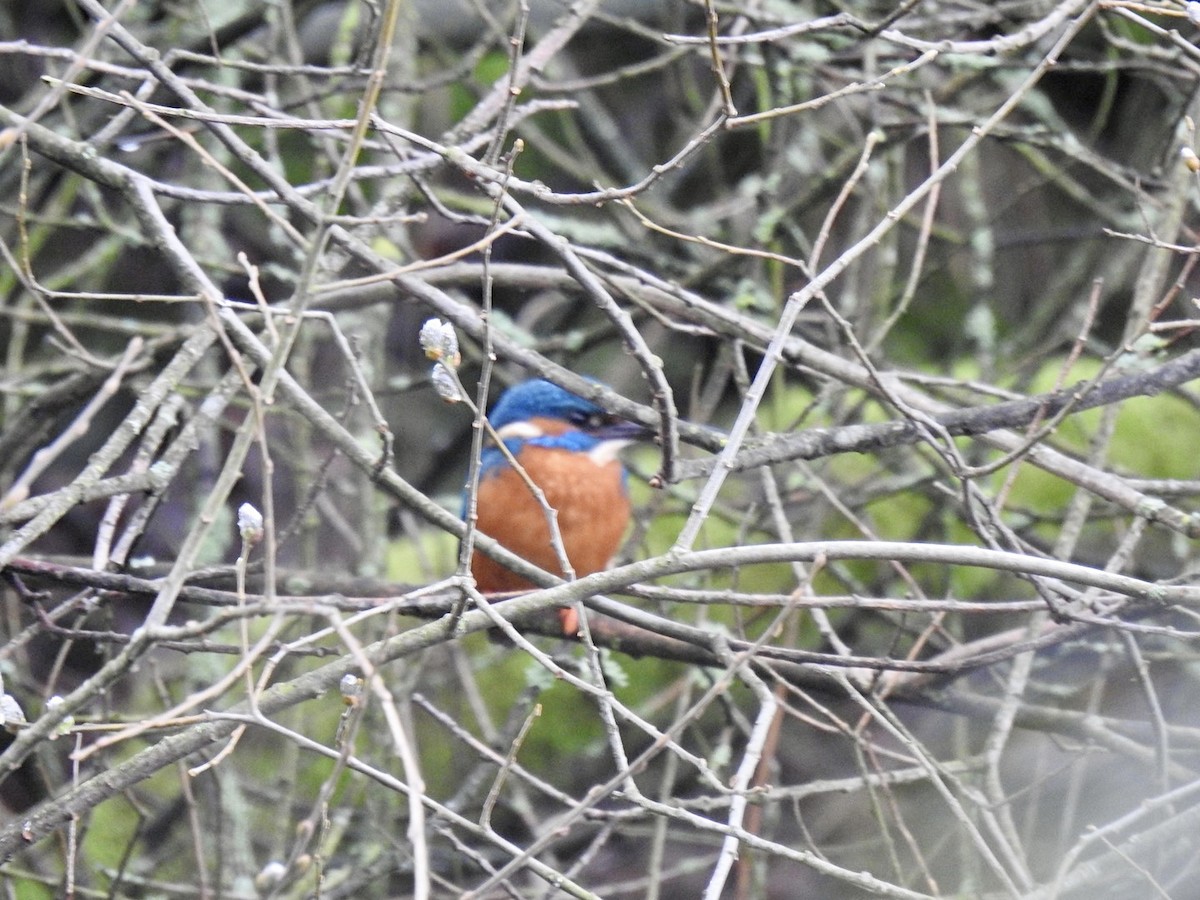 Common Kingfisher - ML549354821