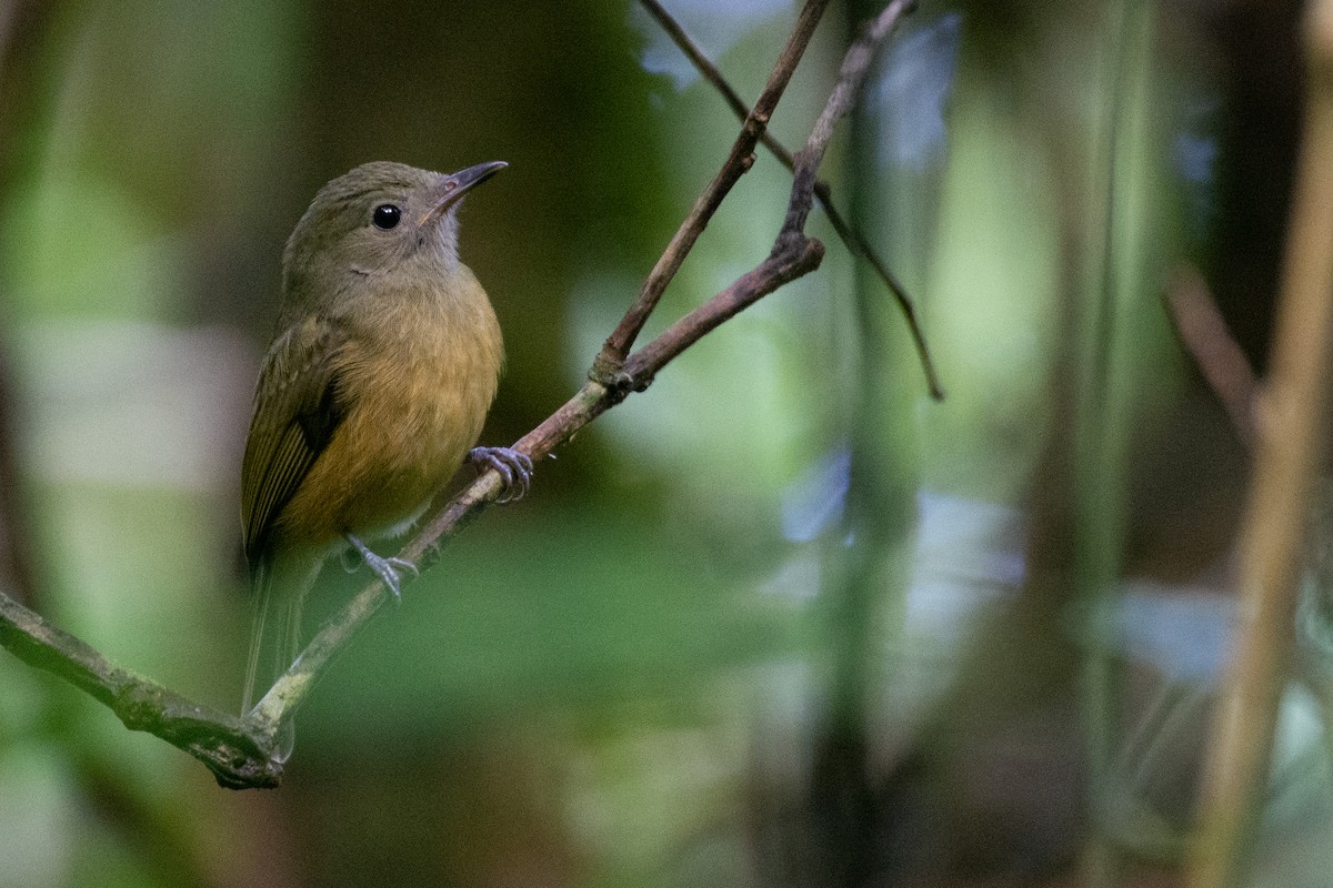 Ochre-bellied Flycatcher - Owen Sinkus