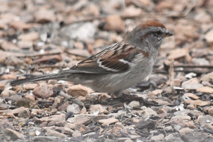 American Tree Sparrow - ML549355751