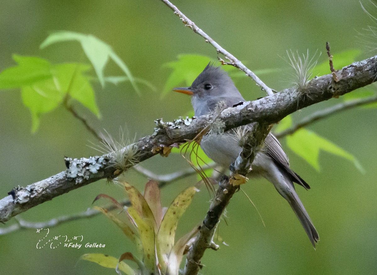 Greater Pewee - Faby Galleta 🐦🦅