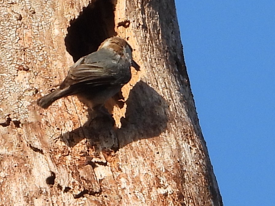 Brown-headed Nuthatch - ML549359111