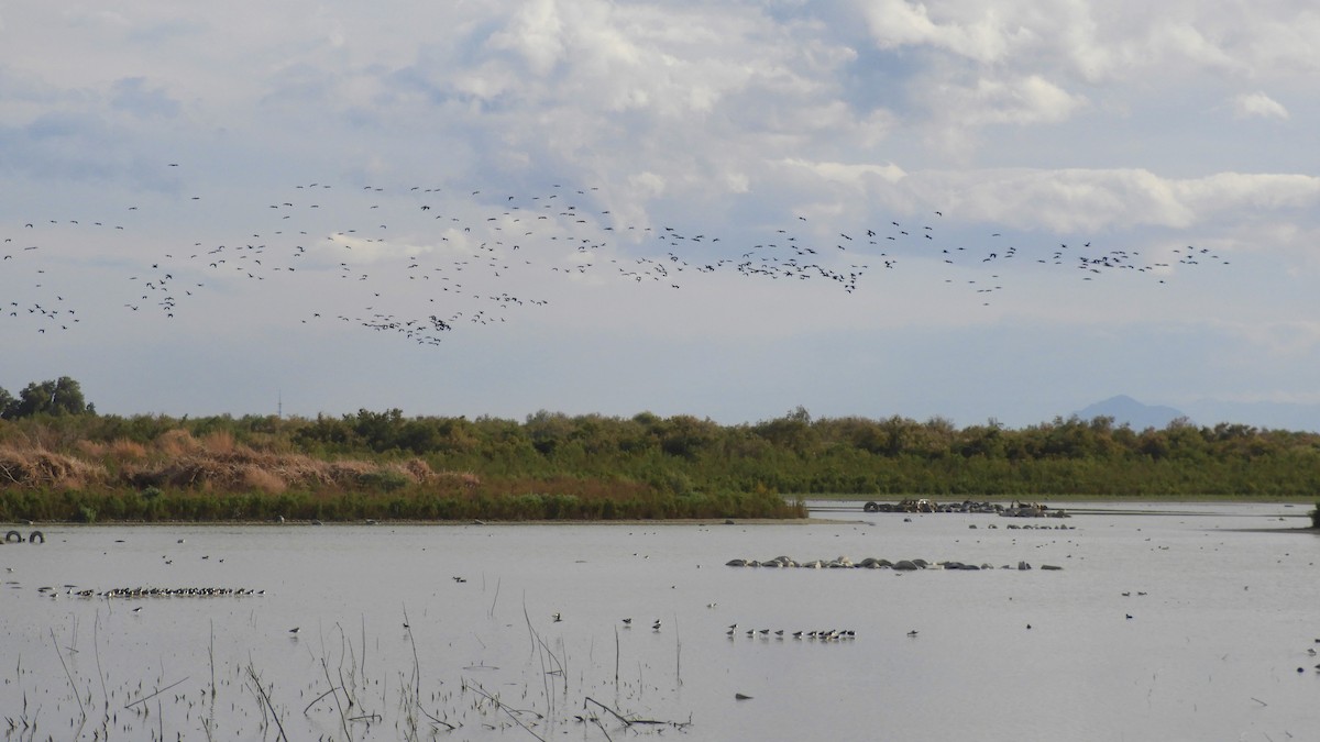 White-faced Ibis - Cliff Cordy