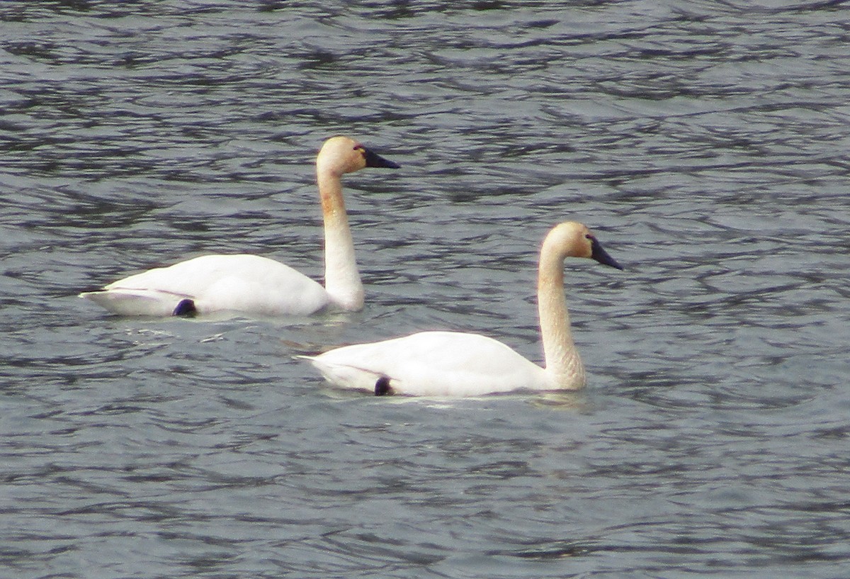 Tundra Swan - ML549359661