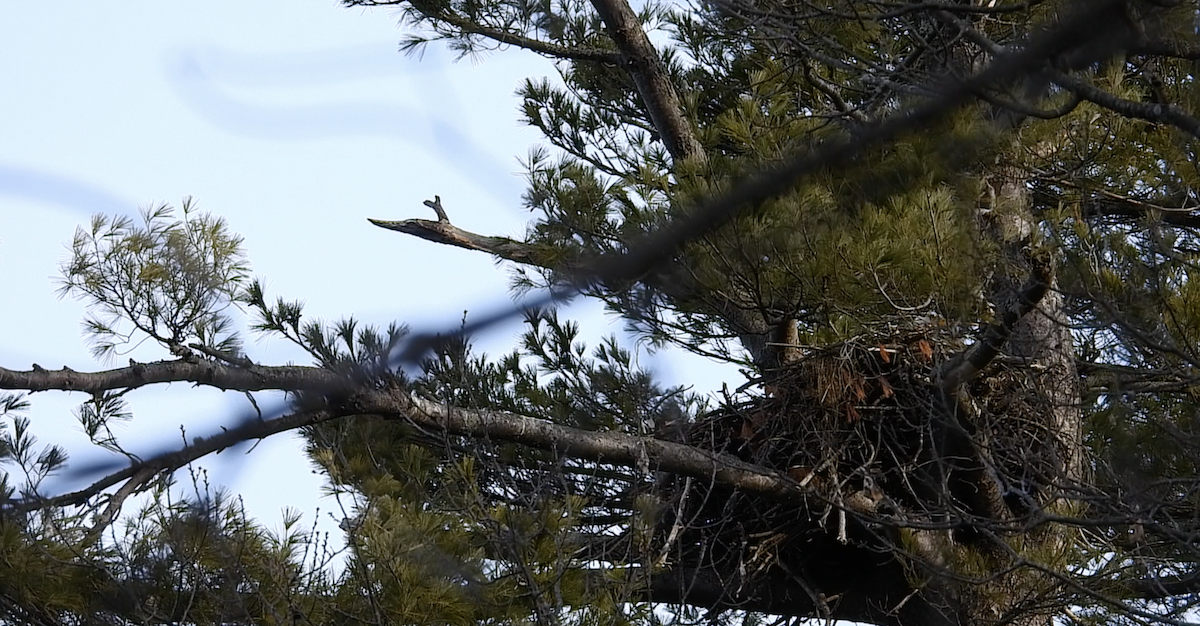 Bald Eagle - ML549360021