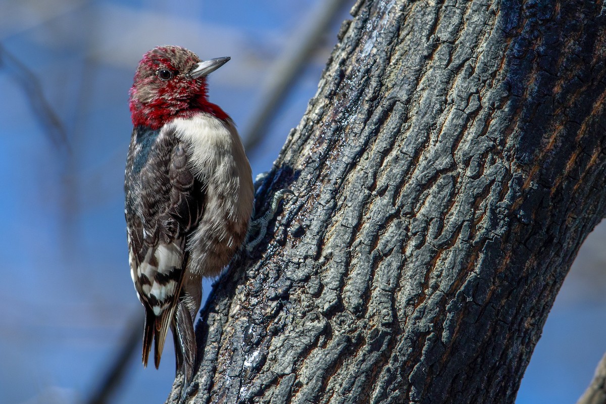 Red-headed Woodpecker - ML549360981