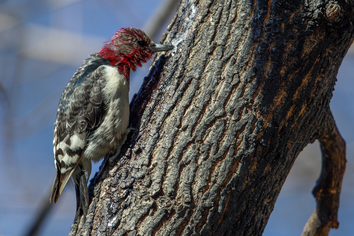 Red-headed Woodpecker - Michael Stubblefield