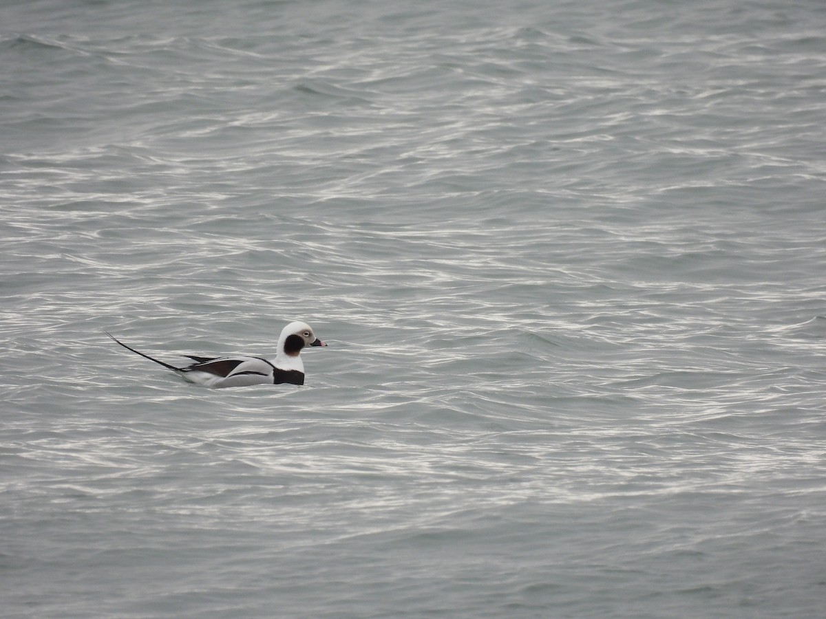 Long-tailed Duck - ML549362451