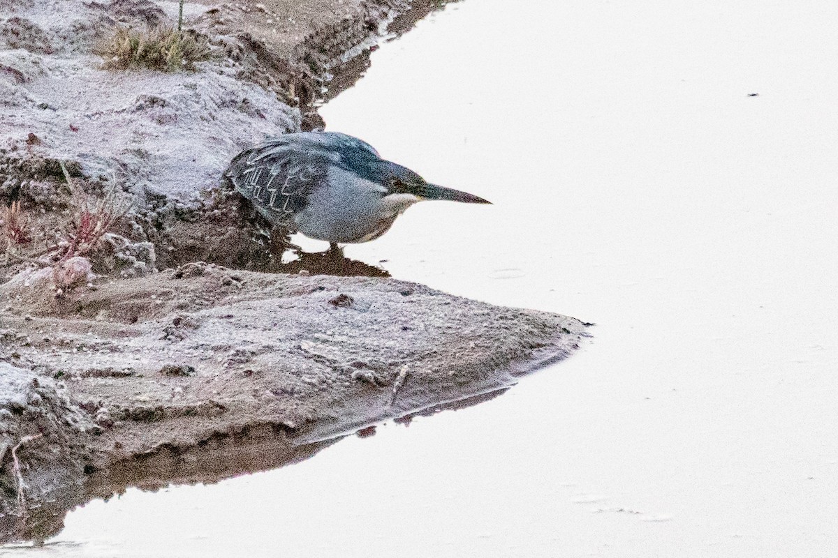 Striated Heron - ML549362611