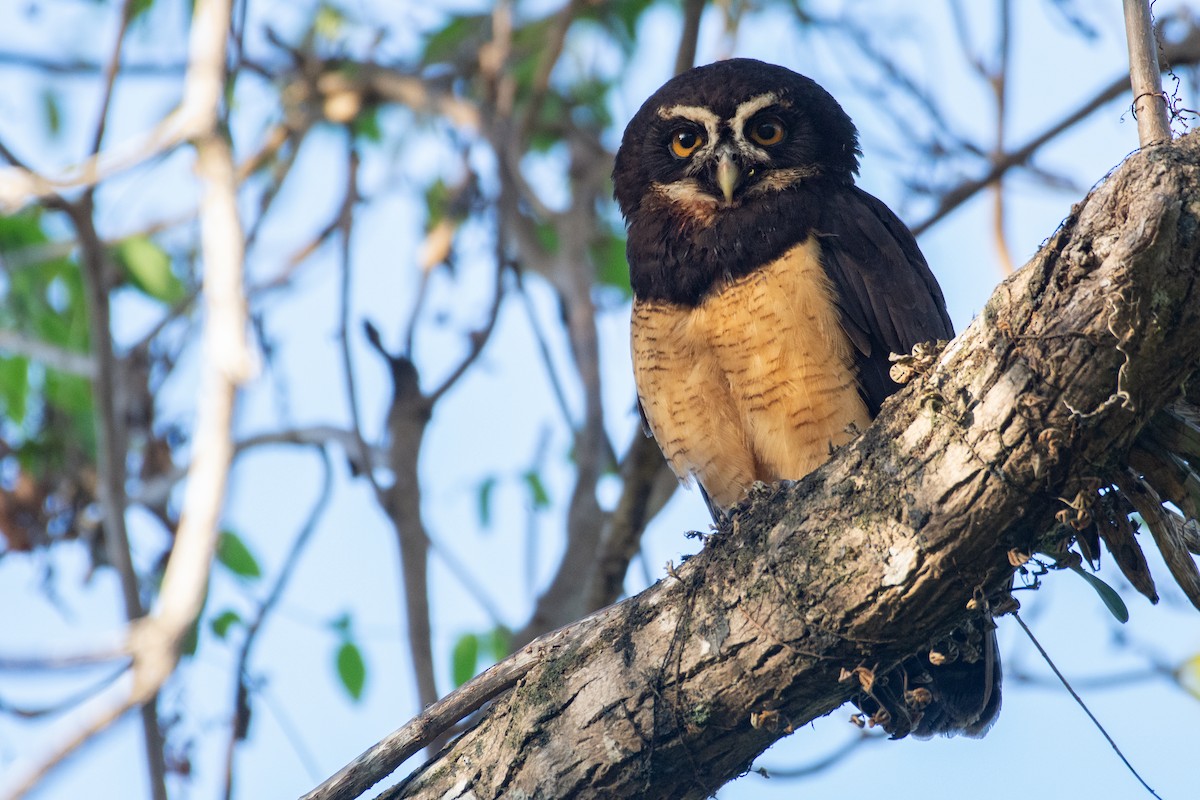 Spectacled Owl - ML549363851