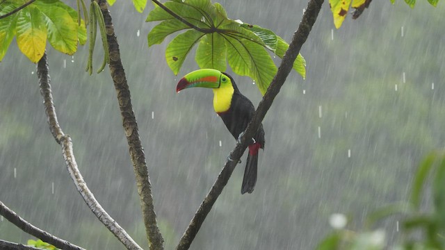 Keel-billed Toucan - ML549363861