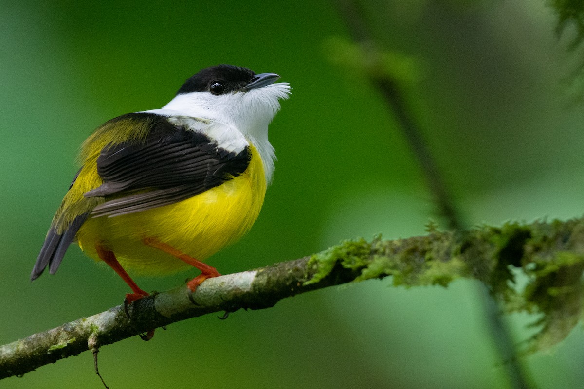 White-collared Manakin - Owen Sinkus