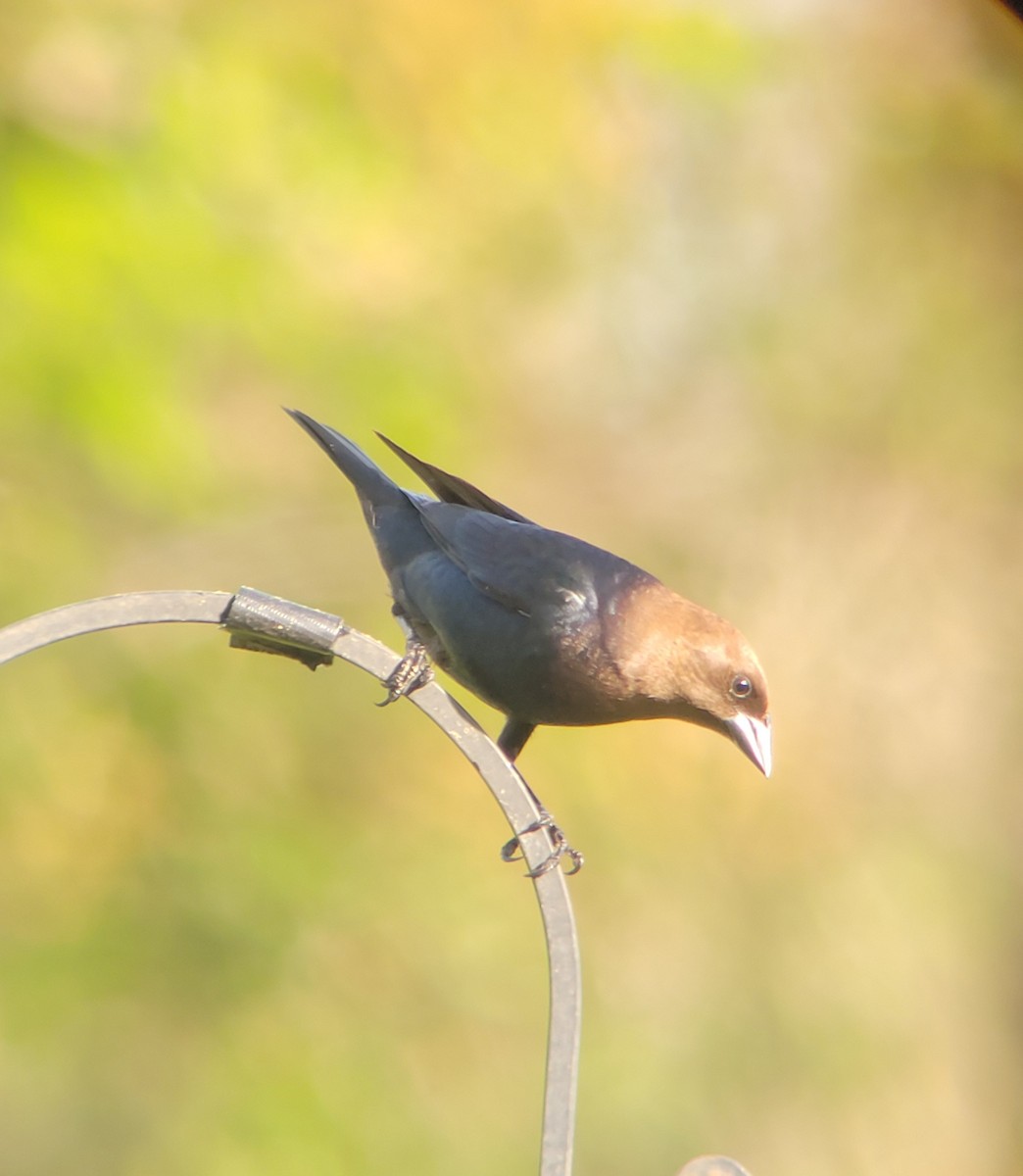 Brown-headed Cowbird - Cynthia Hebert