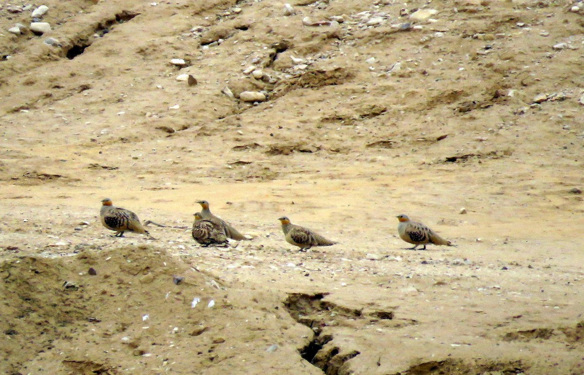 Spotted Sandgrouse - ML549366161