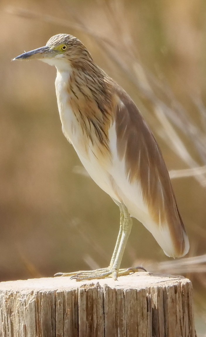 Squacco Heron - Roger Horn