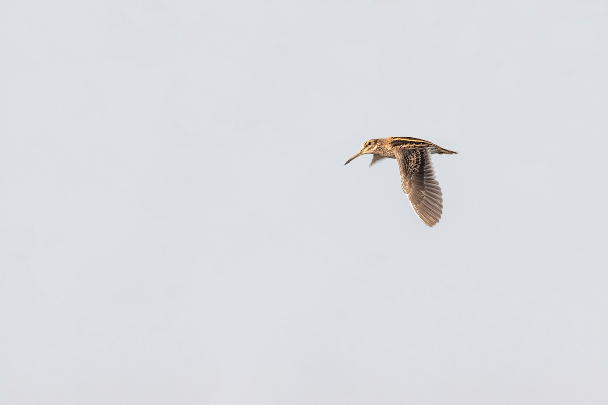 Jack Snipe - ML549366531