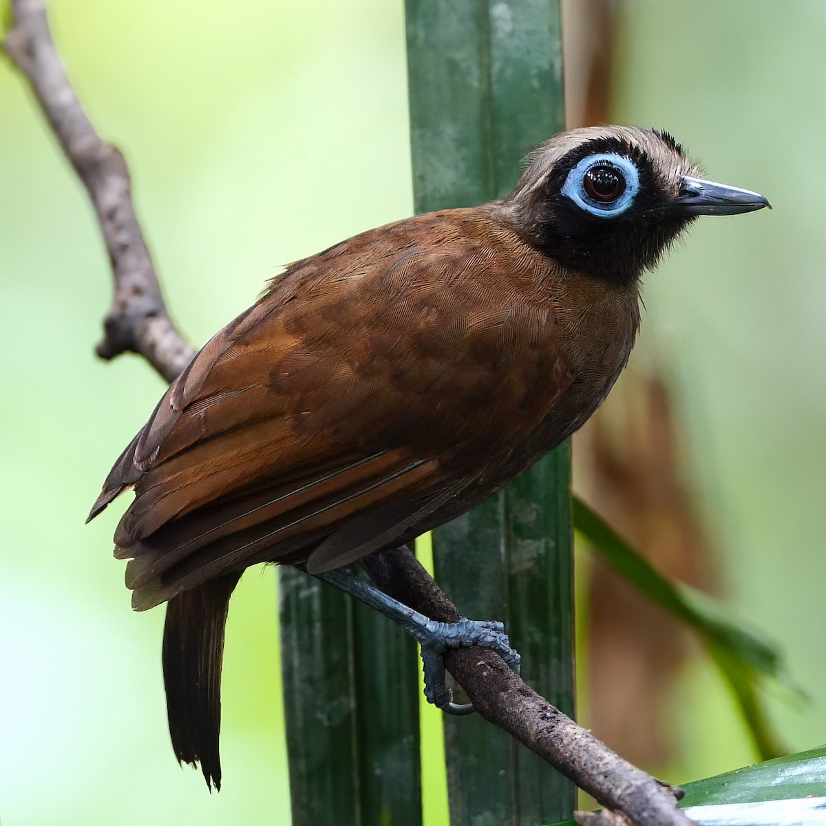 Hairy-crested Antbird - Mike Melton