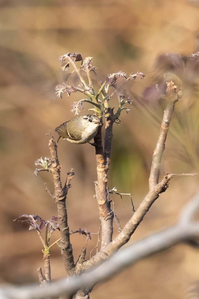 Hume's Warbler - ML549369301