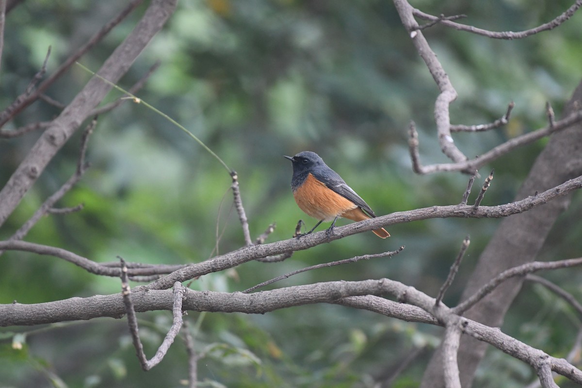 Black Redstart - ML549369361