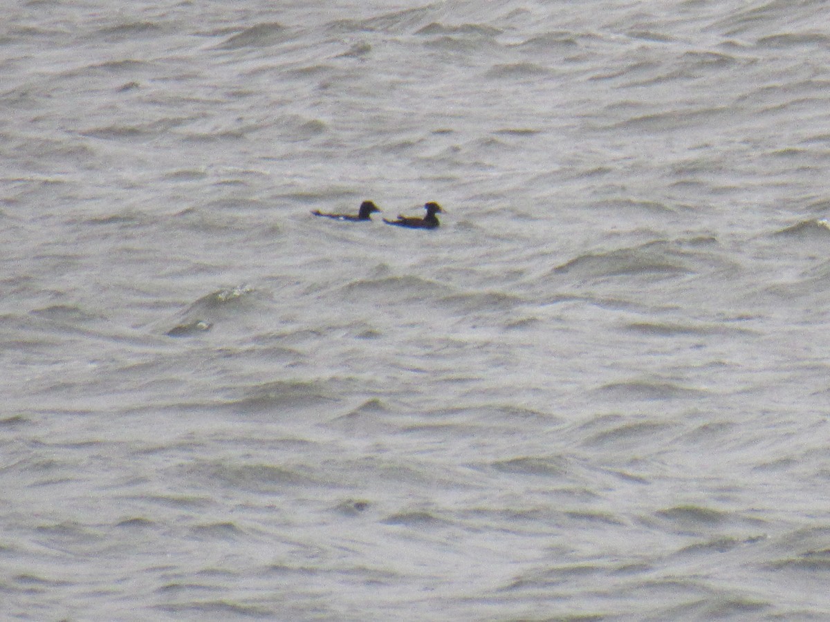 White-winged Scoter - ML549369891