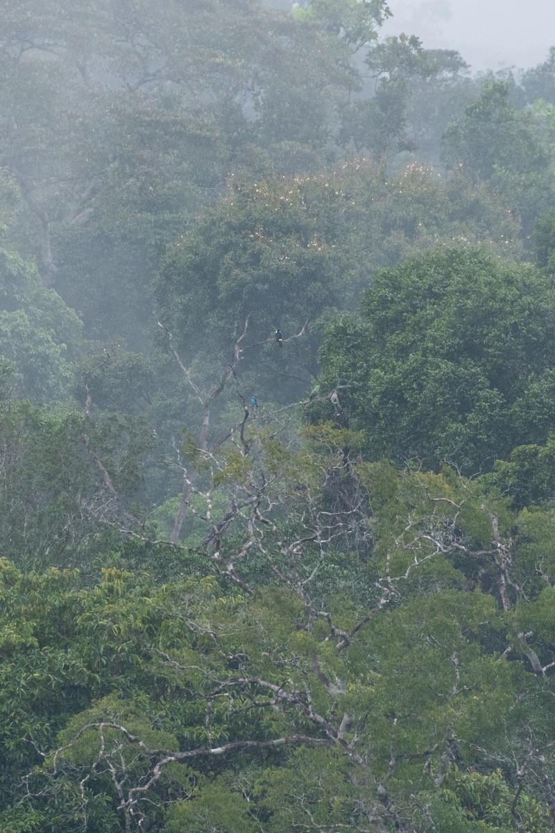 Spangled Cotinga - Cody Limber