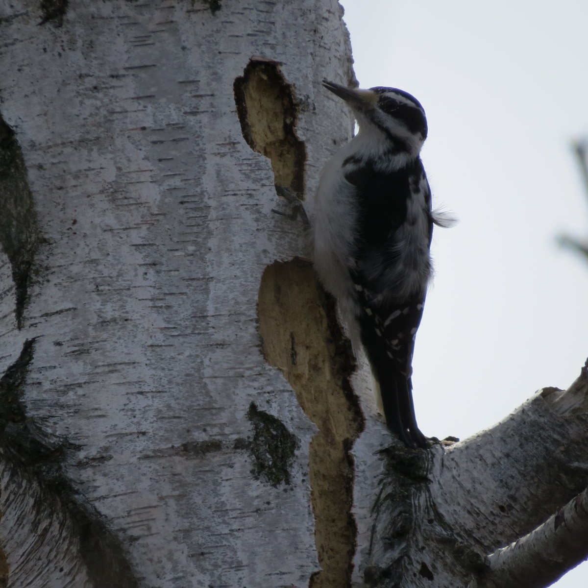 Hairy Woodpecker - ML549371881