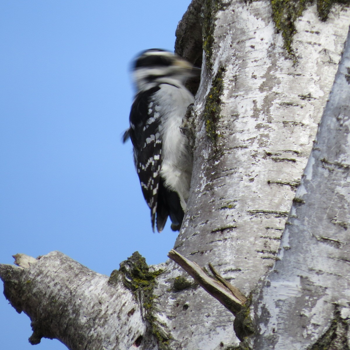 Hairy Woodpecker - ML549371921