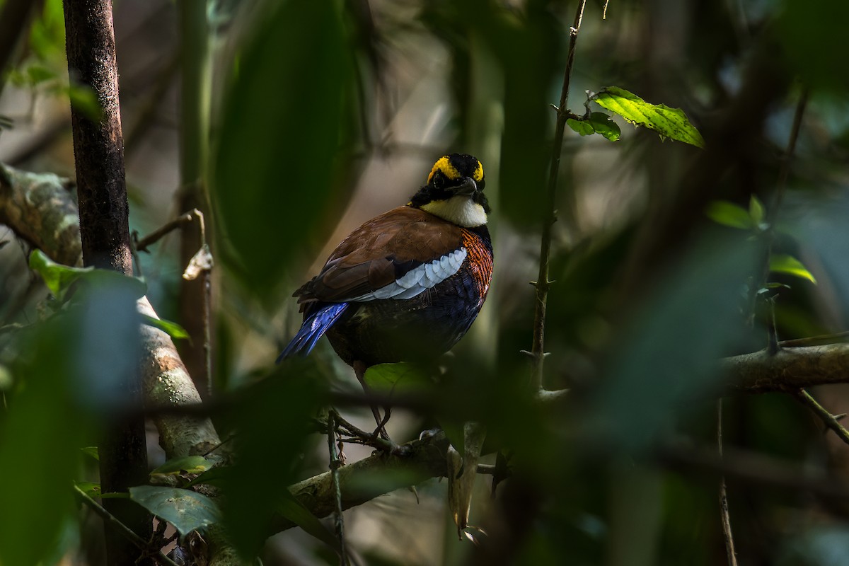 Malayan Banded-Pitta - ML549372011