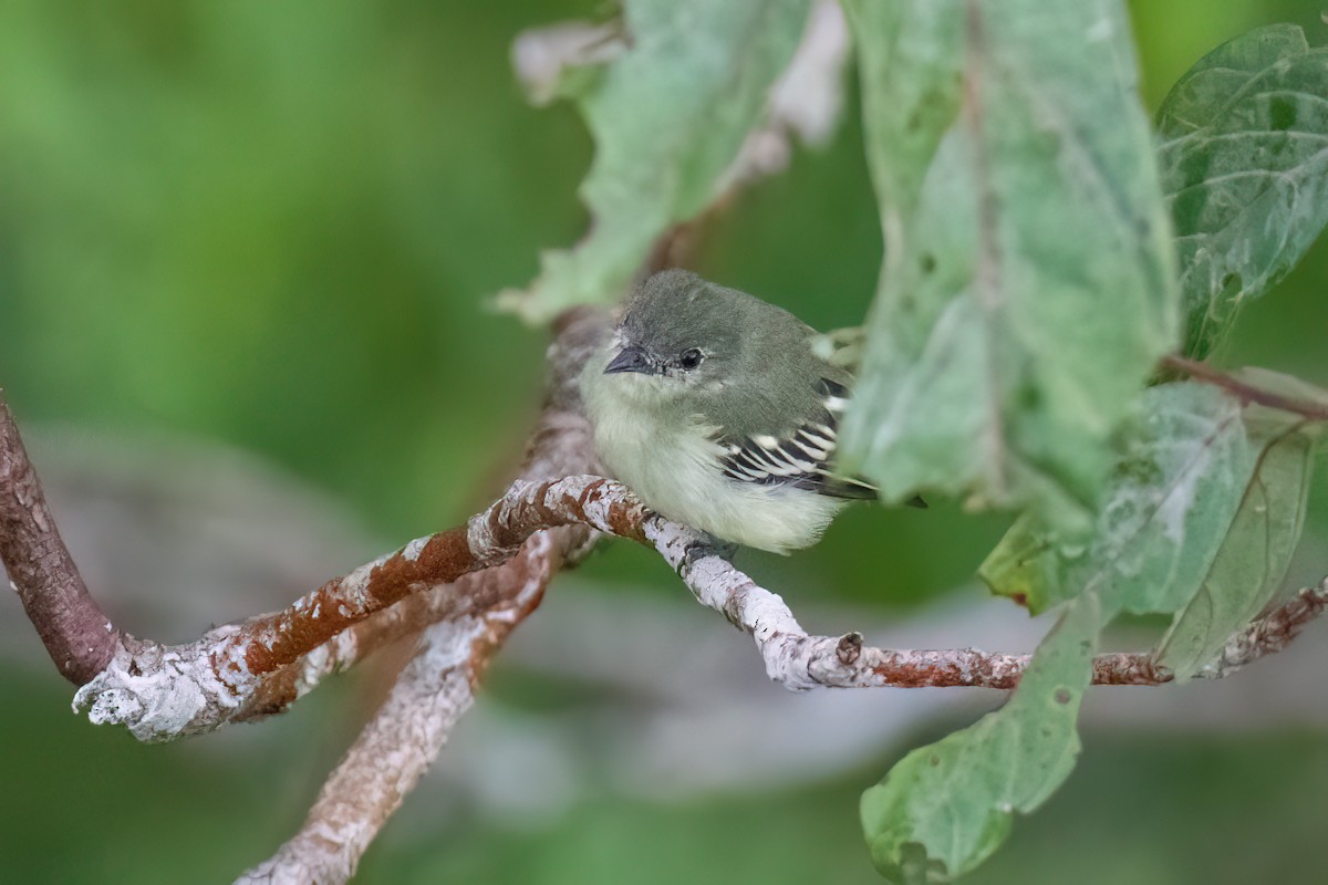 Olive-green Tyrannulet - ML549372251