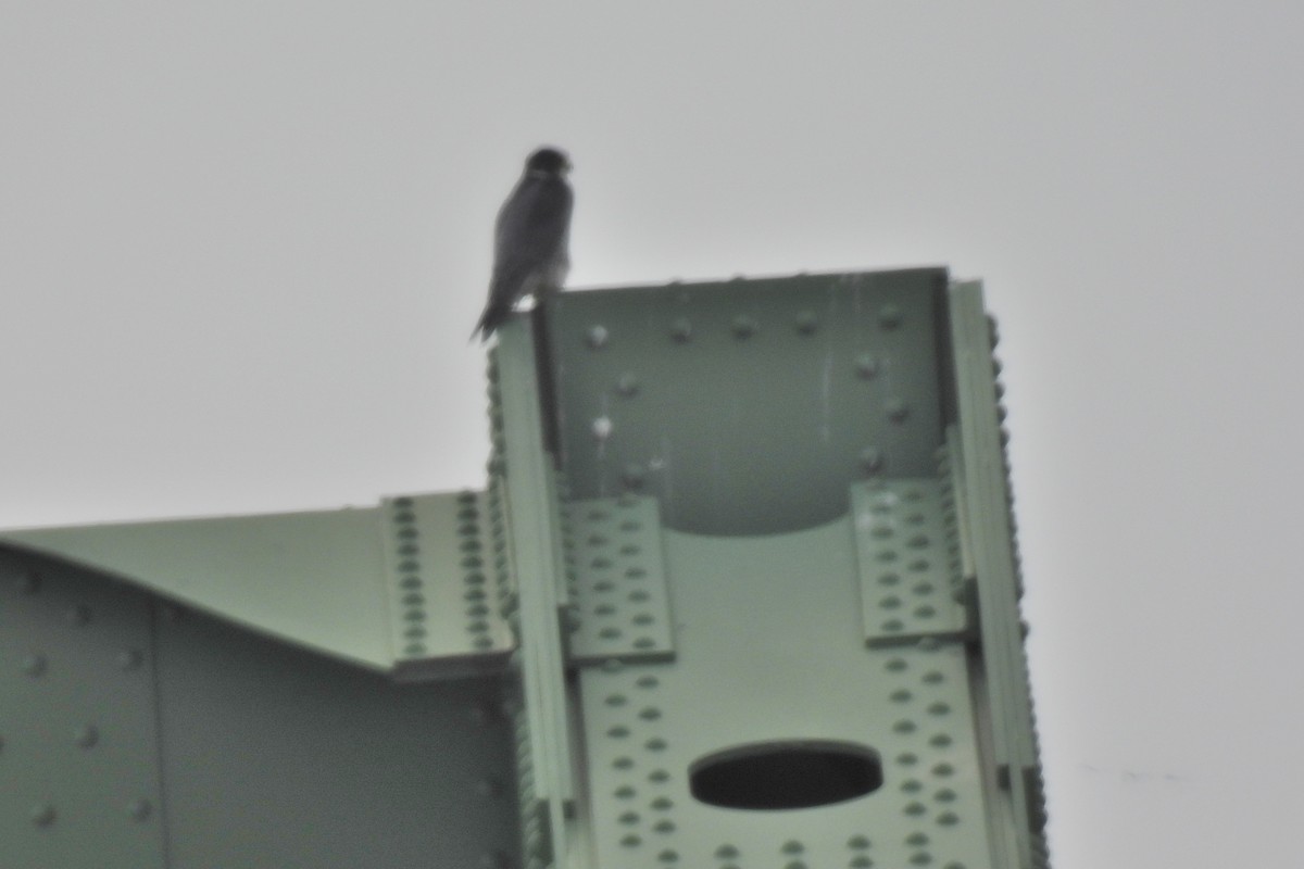 Peregrine Falcon - ML549373921