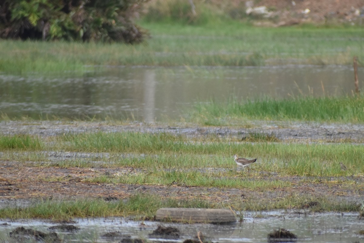 Jacana à longue queue - ML549374331