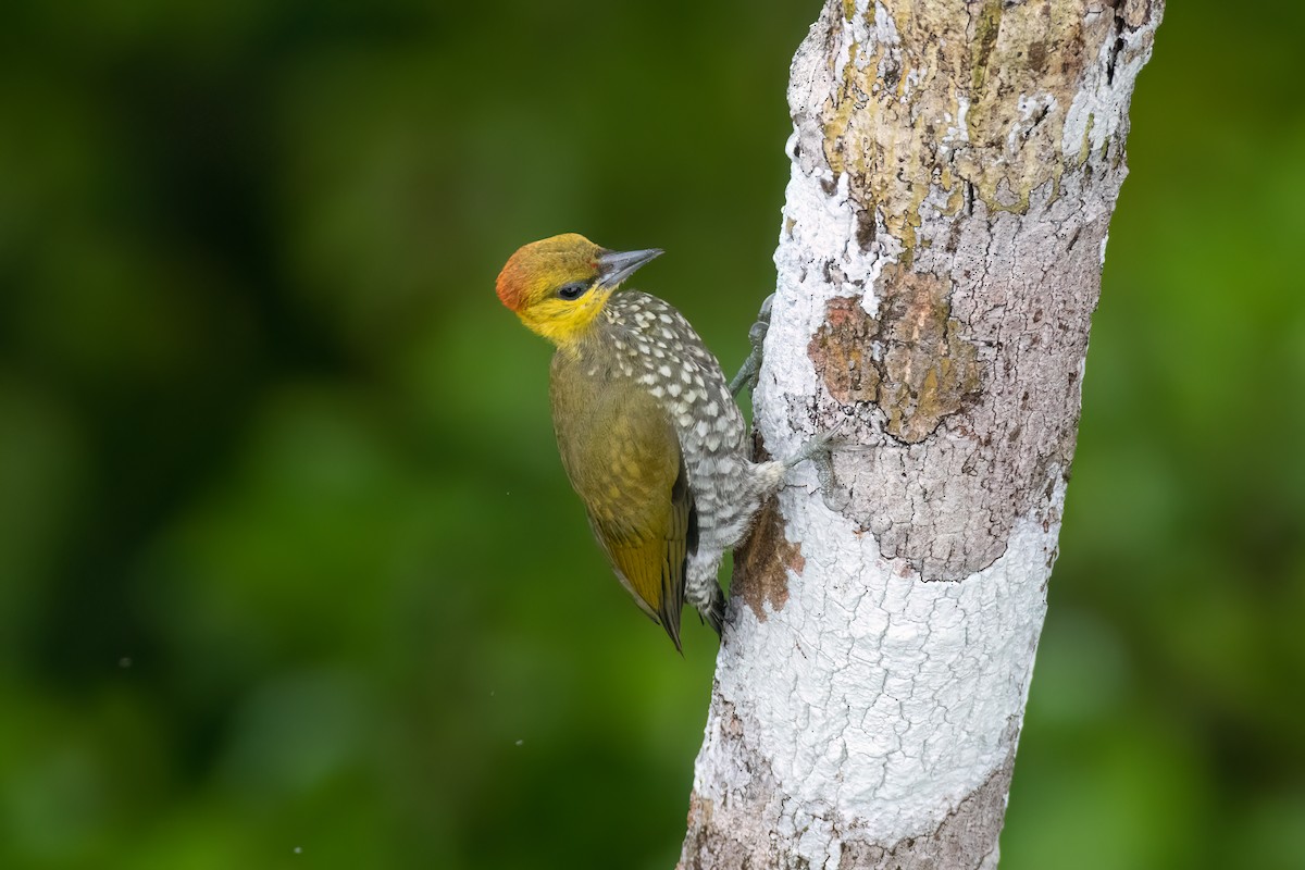 Yellow-throated Woodpecker - ML549374341