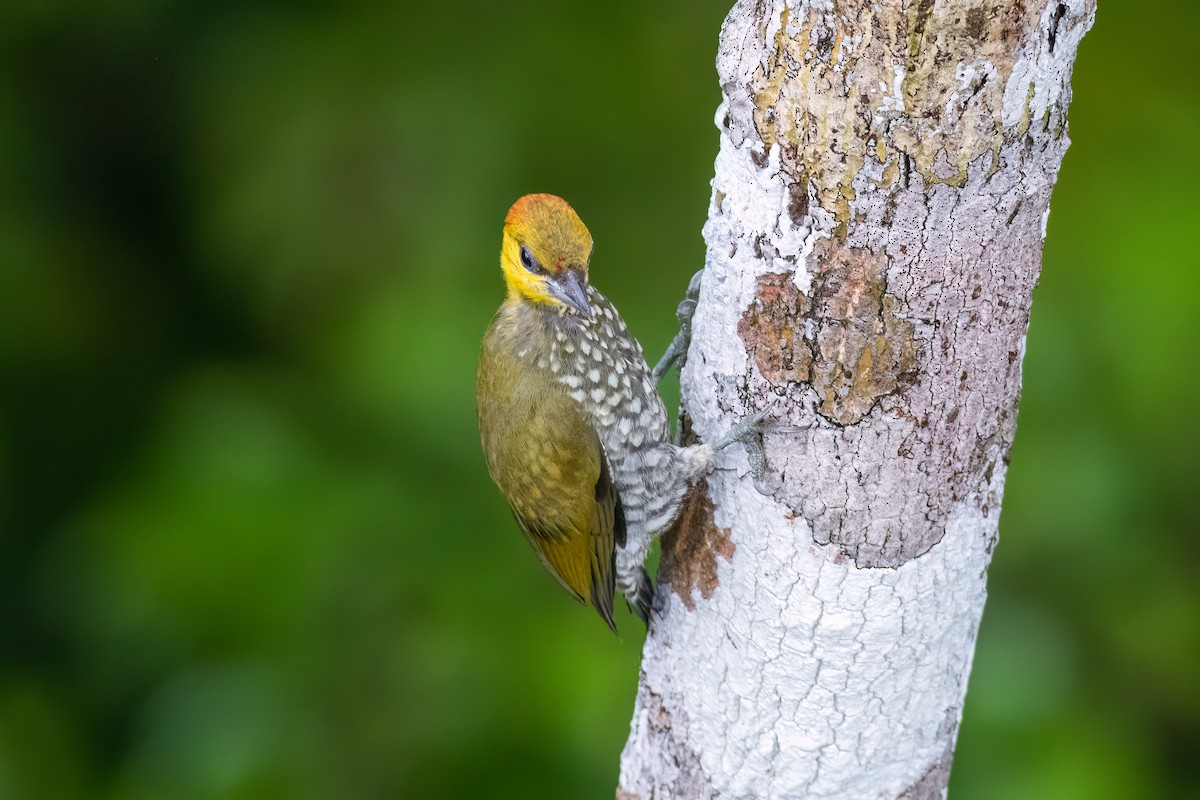 Yellow-throated Woodpecker - ML549374351
