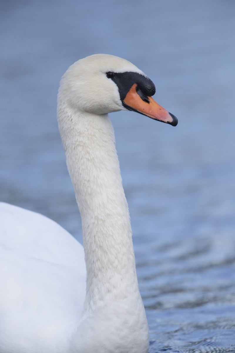 Mute Swan - ML549375501