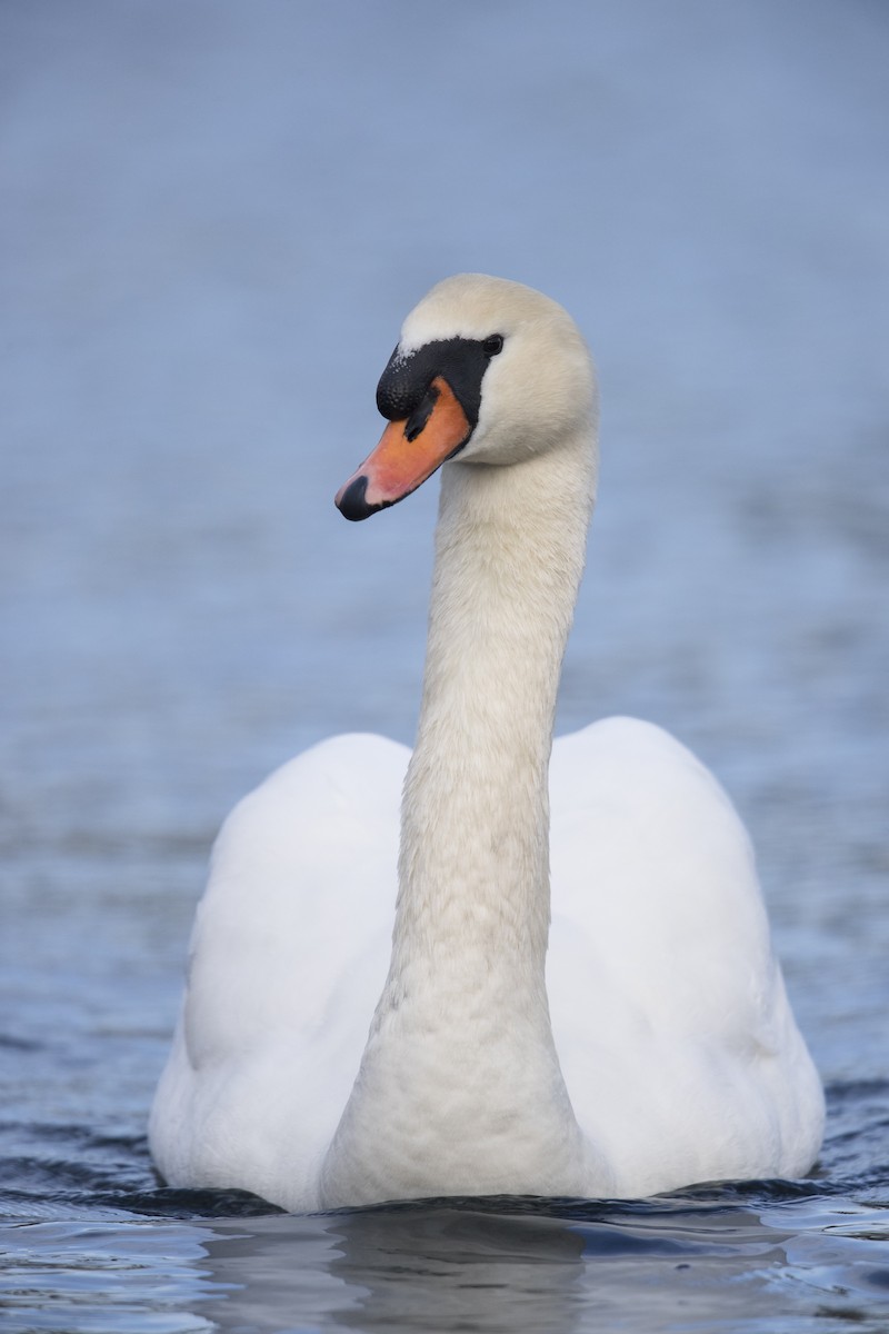 Mute Swan - ML549375511