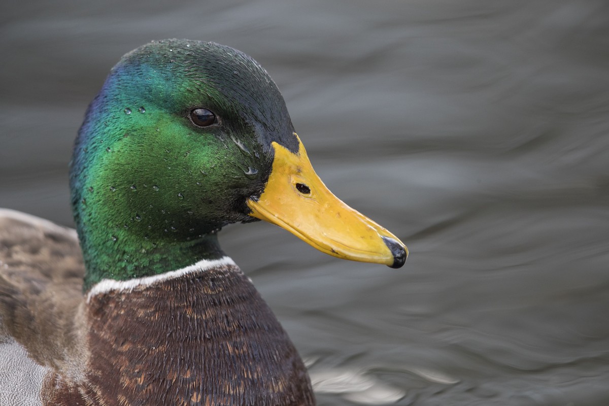 Canard colvert - ML549375571