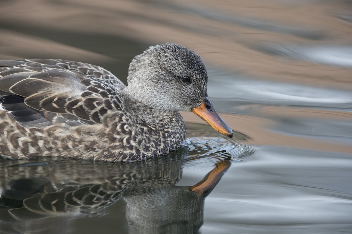 Gadwall - ML549375621