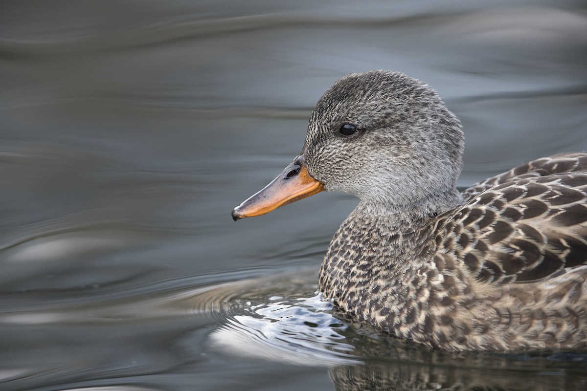 Gadwall - ML549375631