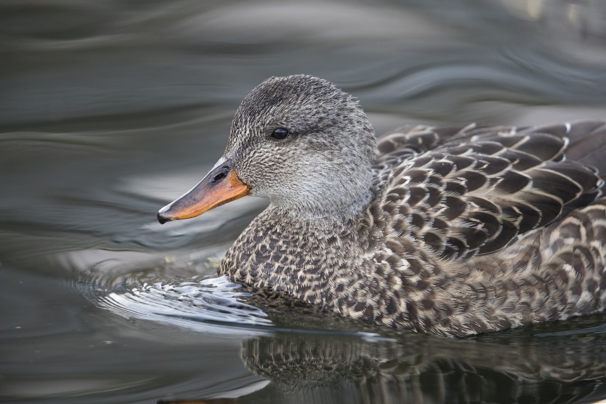 Gadwall - Michael Stubblefield