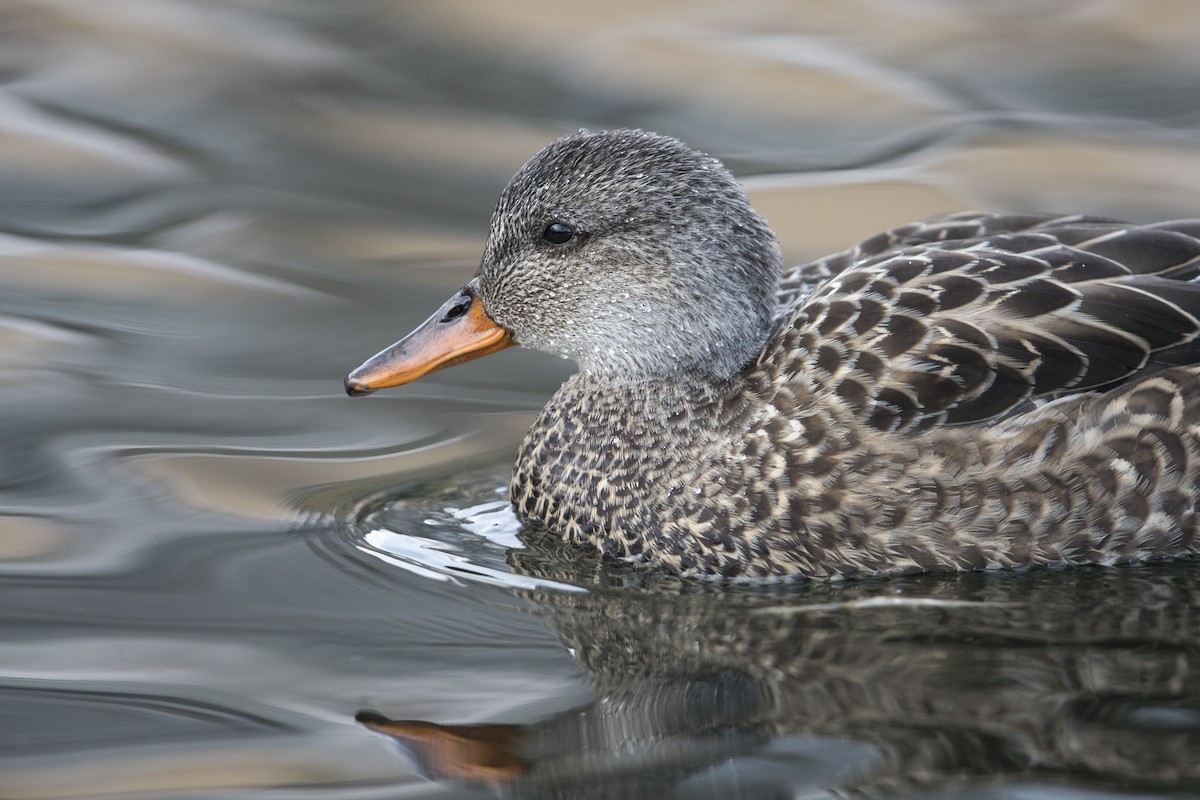 Gadwall - ML549375651