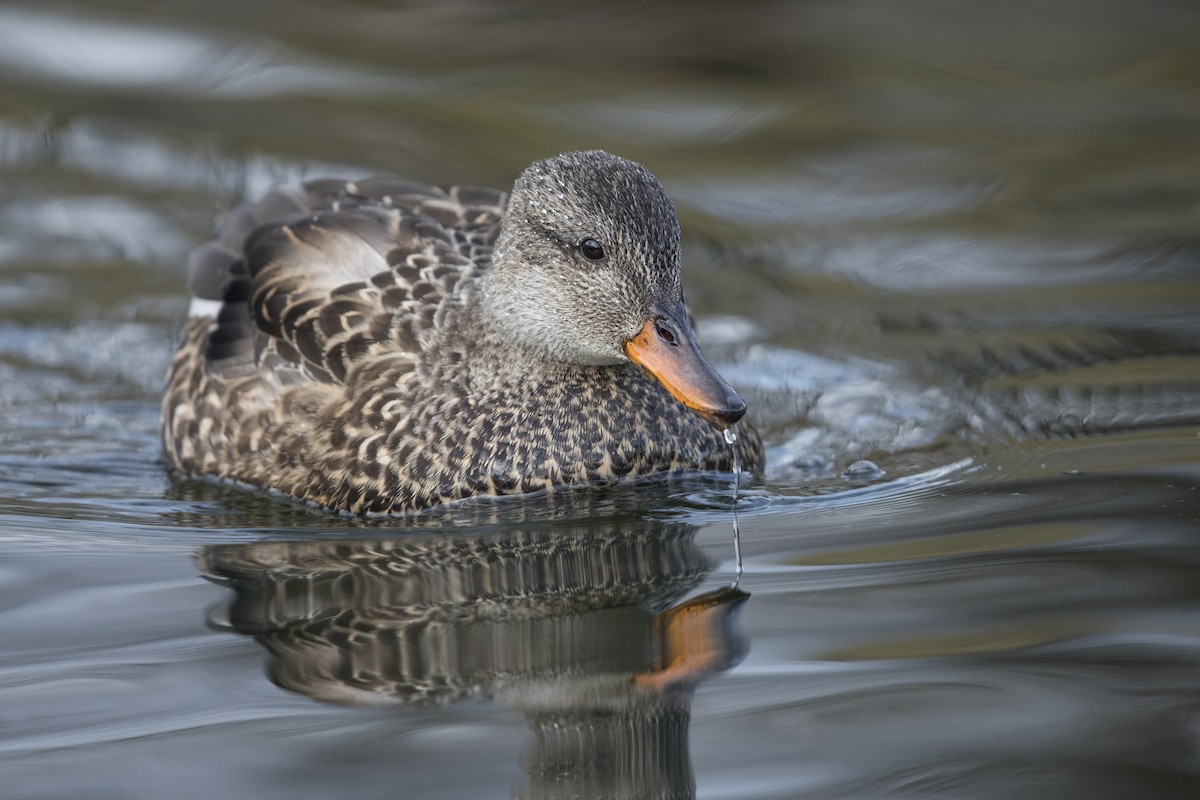 Gadwall - ML549375661