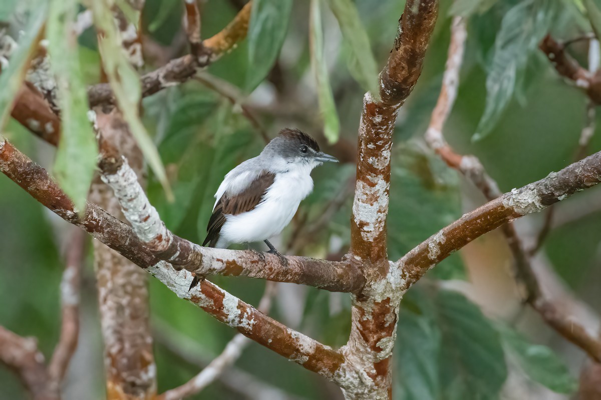 Glossy-backed Becard - Cody Limber