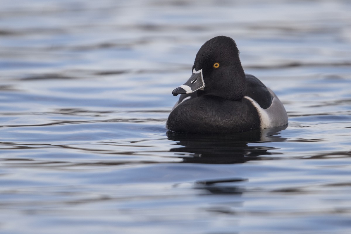 Ring-necked Duck - ML549375791