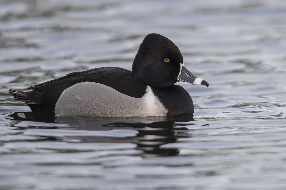 Ring-necked Duck - ML549375801