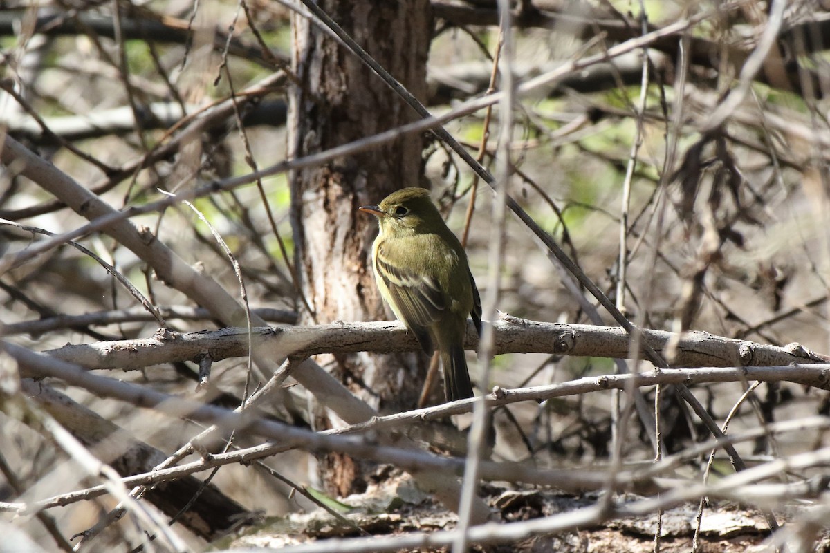 Western Flycatcher (Pacific-slope) - ML549376531