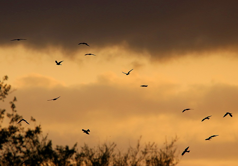 Mississippi Kite - Tim Avery