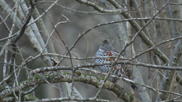 Hazel Grouse - ML549377201