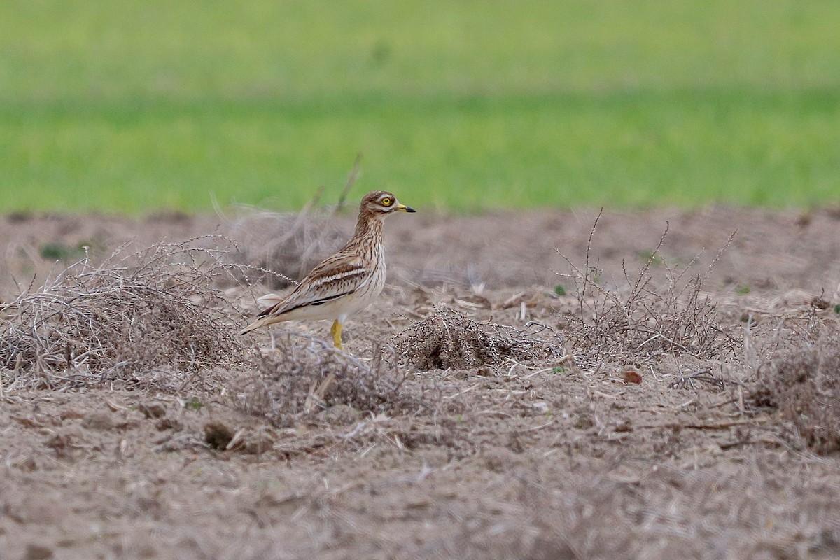 Eurasian Thick-knee - César Diez González